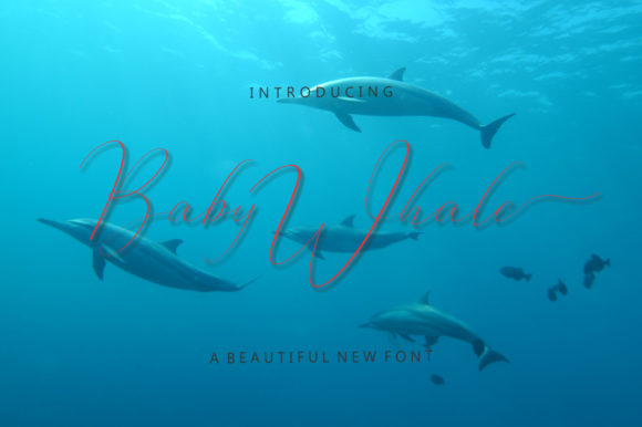 Baby Whale: A Delicate Handwritten Font for Web Design